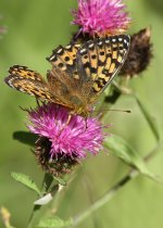 fritillary-5499bf.jpg