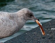 Icelandgullpreston211110c.jpg