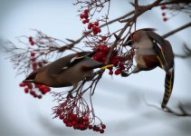 Waxwingpreston211110.jpg