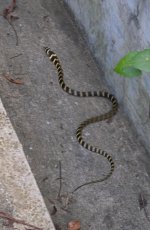 DSCN2870 King Cobra (juv) bf.jpg