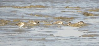 Broad-billed Sandpiper.jpg