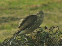 Sparrowhawk2.jpeg