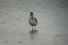 greenshank.jpg