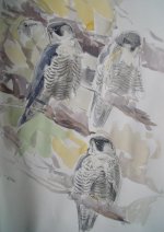 peregrines 016.jpg