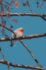 redpoll10.jpg