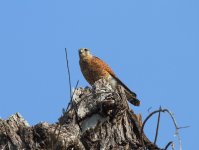 002 Madagascar kestrel.JPG