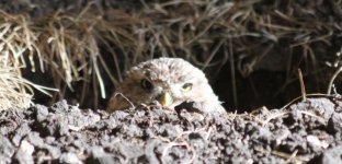 IMG_2157 burrowing owl resize.jpg