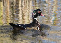 IMG_2322 wood duck resize.jpg