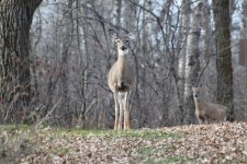 IMG_2347 white tailed deer resize.jpg