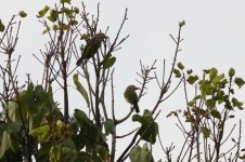 4.Lineated Barbet.jpg