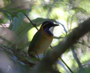 007 Pitta-like Ground-roller.JPG