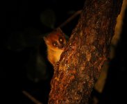 013 Brown mouse lemur.JPG