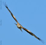 red-kite-head-on-web.jpg