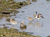 IMG_8687_Black-tailed Godwit.jpg