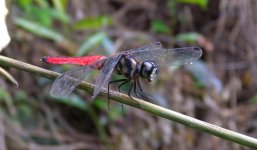 DSCN2890 forest chaser bf.jpg