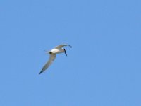 L1380121_Sandwich Tern.jpg