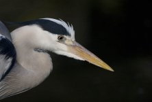 GreyHeron9.jpg