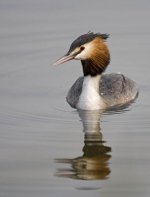 GreatCrestedGrebe4.jpg