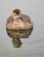 LittleGrebe3.jpg