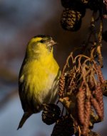 Siskin13_ps.jpg