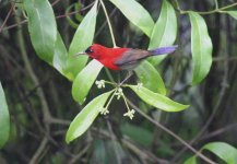 2.CrimsonSunbird.JPG