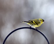 Siskin Male Garden Dec 26th 2010 7488.jpg