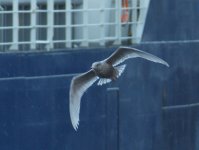 Glaucous_Gull_Torry_181210h.jpg