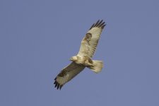 2010-12-18 Upland Buzzard juv in flight.jpg