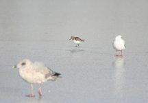 dunlin marine p.jpg