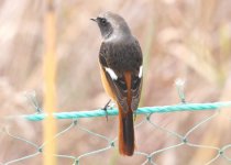 5.DaurianRedstart.jpg