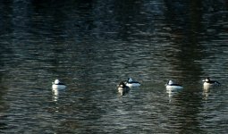 bufflehead8a.jpg