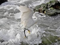 IMG_1918_Little Egret.jpg