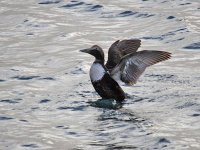 IMG_1879_Common Eider.jpg