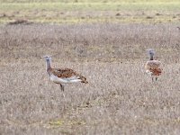 IMG_1994_Great Bustard.jpg