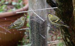 siskin pair cropped 500%.JPG