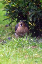 garden-birds-2011-106.jpg