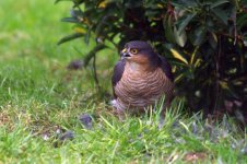 garden-birds-2011-107.jpg