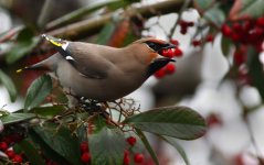 waxwing1.JPG