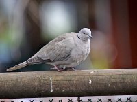 IMG_2019_Collared Dove.jpg