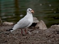 IMG_2036_Black-headed Gull .jpg