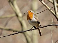 IMG_1274_Robin.jpg