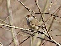 IMG_1257_Blackcap fem.jpg