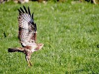 IMG_1426_Common Buzzard.jpg