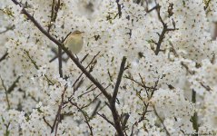 ChiffchaffinBlackthornPM31000.jpg