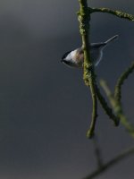 WillowTit2BR800.jpg