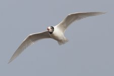 Mediterranean Gull (8) copy.jpg