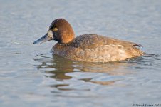 GreaterScaup1wmSB800.jpg