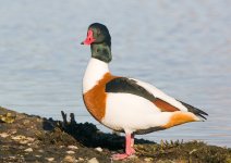 ShelduckSB800.jpg