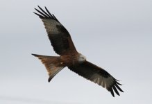 redkite.jpg