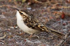 treecreeper@thornleywoods.jpg